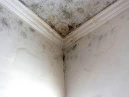 Why You Should Choose Our Mold Remediation Services in Beverly, OH